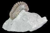 , Partially Enrolled Flexicalymene Trilobite - Ohio #74726-2